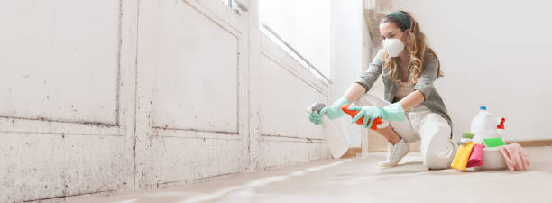 Why You Should Choose Our Mold Remediation Services in East Honolulu, HI